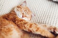 Ginger cat relaxing on couch on white blanket. Pet sleeping at home. Cute animal feeling cozy and comfortable Royalty Free Stock Photo