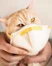 Ginger cat with respiratory mask in human hands Royalty Free Stock Photo
