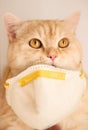 Ginger cat with respiratory mask looking up Royalty Free Stock Photo