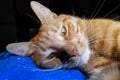 Ginger cat resting on the bed. Close-up of the cat's eyes and gaze Royalty Free Stock Photo