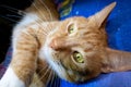 Ginger cat resting on the bed. Close-up of the cat's eyes and gaze Royalty Free Stock Photo