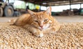 Ginger cat resting on grain in barn Royalty Free Stock Photo