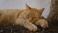 Ginger cat resting outdoors in daylight near a tree on a bed of soil, appearing relaxed and peaceful Royalty Free Stock Photo