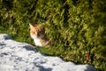 Ginger Cat Resting Beside Snow Under Dense Evergreen Bushes Royalty Free Stock Photo