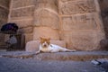 Ginger cat resting by the walls of the Temple of Isis in Aswan, Egypt