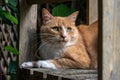 Ginger cat resting on wooden bench