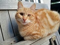 Ginger cat resting on a wooden contraption Royalty Free Stock Photo