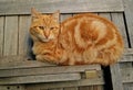 Ginger cat resting on a wooden contraption Royalty Free Stock Photo