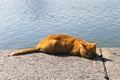 Ginger cat on riverbank Royalty Free Stock Photo