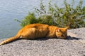 Ginger cat on riverbank Royalty Free Stock Photo