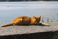 Ginger cat on a riverbank Royalty Free Stock Photo