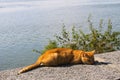 Ginger cat on a riverbank Royalty Free Stock Photo