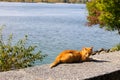 Ginger cat on a riverbank Royalty Free Stock Photo