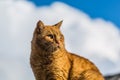 Ginger Cat on the roof