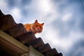 Ginger cat on the roof