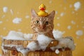 Ginger cat with rubber duck on head in washtub with foam in front of pink studio background