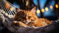 Twilight Repose: Content Ginger Cat in Cozy Hammock. AI generation Royalty Free Stock Photo