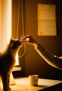 A ginger cat seat on a kitchen table and eat a treat from her doting owner's hand. Royalty Free Stock Photo