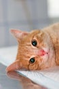 Ginger cat sedated on the table at the veterinary clinic