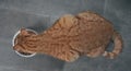 Ginger cat seen from above while eating from a white food bowl Royalty Free Stock Photo