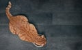 Ginger cat seen from above while eating from a white food bowl. Royalty Free Stock Photo