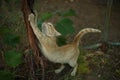 Ginger cat sharpens claws on a grape trunk