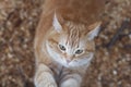 Ginger cat sharpens claws on paws with pleasure on tree in nature, pet walking