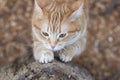 Ginger cat sharpens claws on paws with pleasure on tree in nature, pet walking