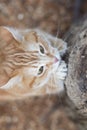 Ginger cat sharpens claws on paws with pleasure on tree in nature, pet walking