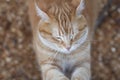 Ginger cat sharpens claws on paws with pleasure on tree in nature, pet walking