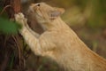 Ginger cat sharpens its claws on the trunk of the grape. Animal scratches tree with claws