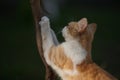 Ginger cat sharpens its claws on the trunk of the grape. Pet scratches tree with claws