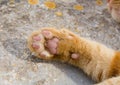 A ginger cat showing its pink paw pads. cats feet, lucky paws