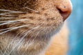 Ginger cat side profile of nose and jaw