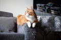 a ginger cat sits on the handle of a gray matting sofa, spoiled by claws. raising pets Royalty Free Stock Photo
