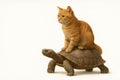 A ginger cat sits on the shell of a turtle. Space for text. Royalty Free Stock Photo