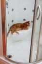 Ginger cat sits in the shower and rests