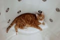 Ginger cat sits in the shower and rests