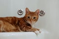 Ginger cat sits in the shower and rests