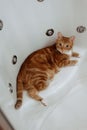 Ginger cat sits in the shower and rests