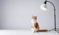 A ginger cat sits on a white table in front of a floor lamp, watching something off-camera Royalty Free Stock Photo