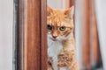 A ginger cat sits on the window and looks at the camera. portrait