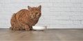 Ginger cat sitting around a bowl of food Royalty Free Stock Photo