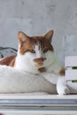 A ginger cat is sitting in a bed. With a thoughtful look. Royalty Free Stock Photo