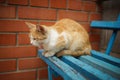 Ginger cat sitting on a blue wooden bench near a red brick wall Royalty Free Stock Photo