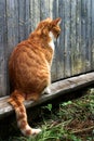 Ginger cat sitting on a board near the wall