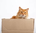 Ginger cat sitting in a brown cardboard box on a white background Royalty Free Stock Photo