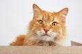 Ginger cat sitting in a brown cardboard box on a white background Royalty Free Stock Photo