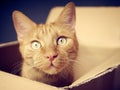 Ginger cat sitting in a cardboard box and looking curious to the camera. Royalty Free Stock Photo