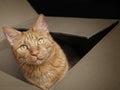 Ginger cat sitting in a cardboard box and looking curious to the camera. Royalty Free Stock Photo